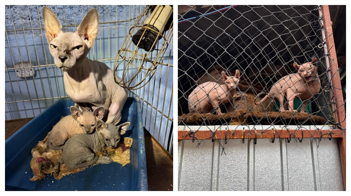 Operação Contra Maus-Tratos na Zona Leste de SP Expõe Desafios Urgentes da Proteção Animal Urbana