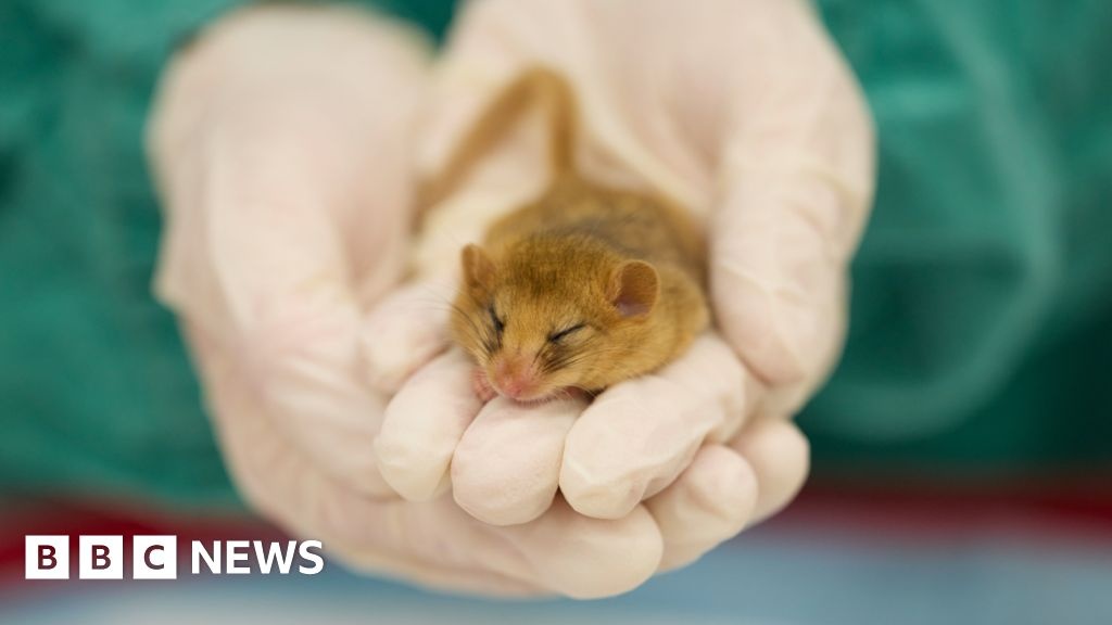 Novo Centro Veterinário do Zoológico de Londres Redefine Ciência da Conservação e Saúde Pública