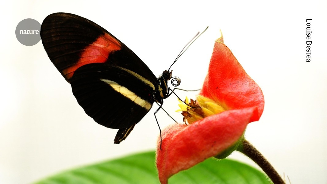 Decifrando a Longevidade Excepcional da Borboleta Heliconius e Suas Implicações Biológicas