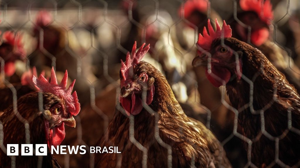 A Filosofia que Modela o Prato: O Legado Messiânico da Korin e o Futuro do Consumo Consciente