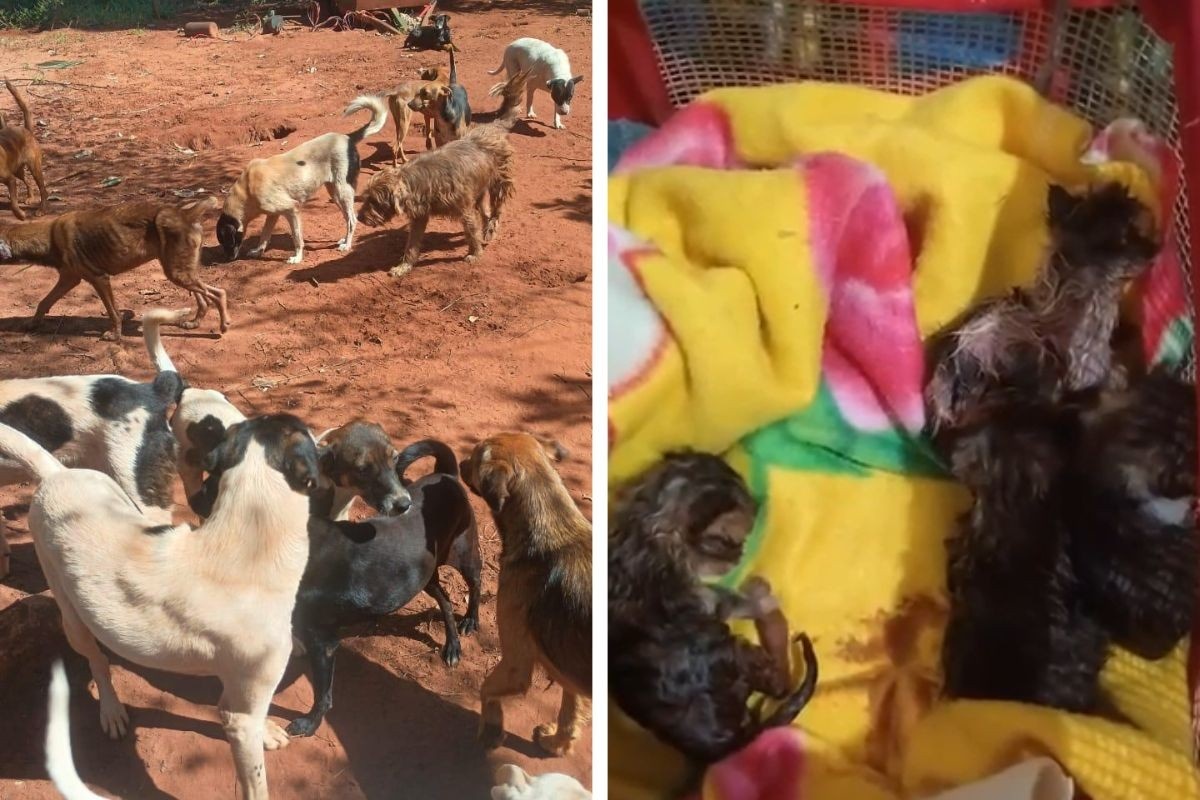 Campo Grande Diante de um Dilema Urgente: O Destino de Centenas de Animais Resgatados