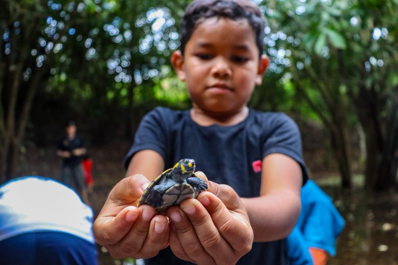 Soltura de Tracajás: Um Pilar na Resiliência Ambiental Amazônica e o Futuro da Região