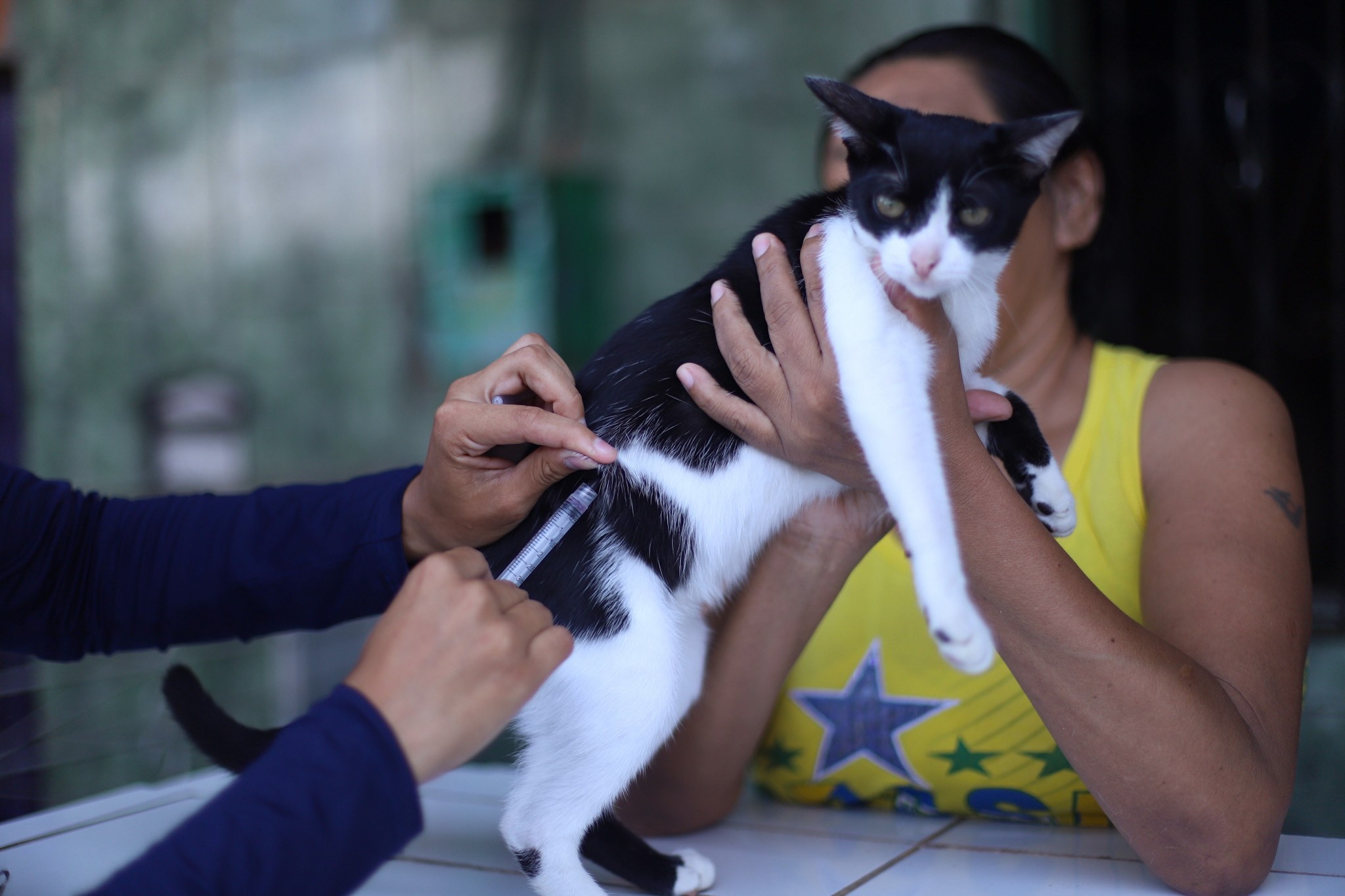 Belém: Ação do TJPA Promove Salto na Qualidade de Vida de Pets e Tutores, Redefinindo o Bem-Estar Animal Regional