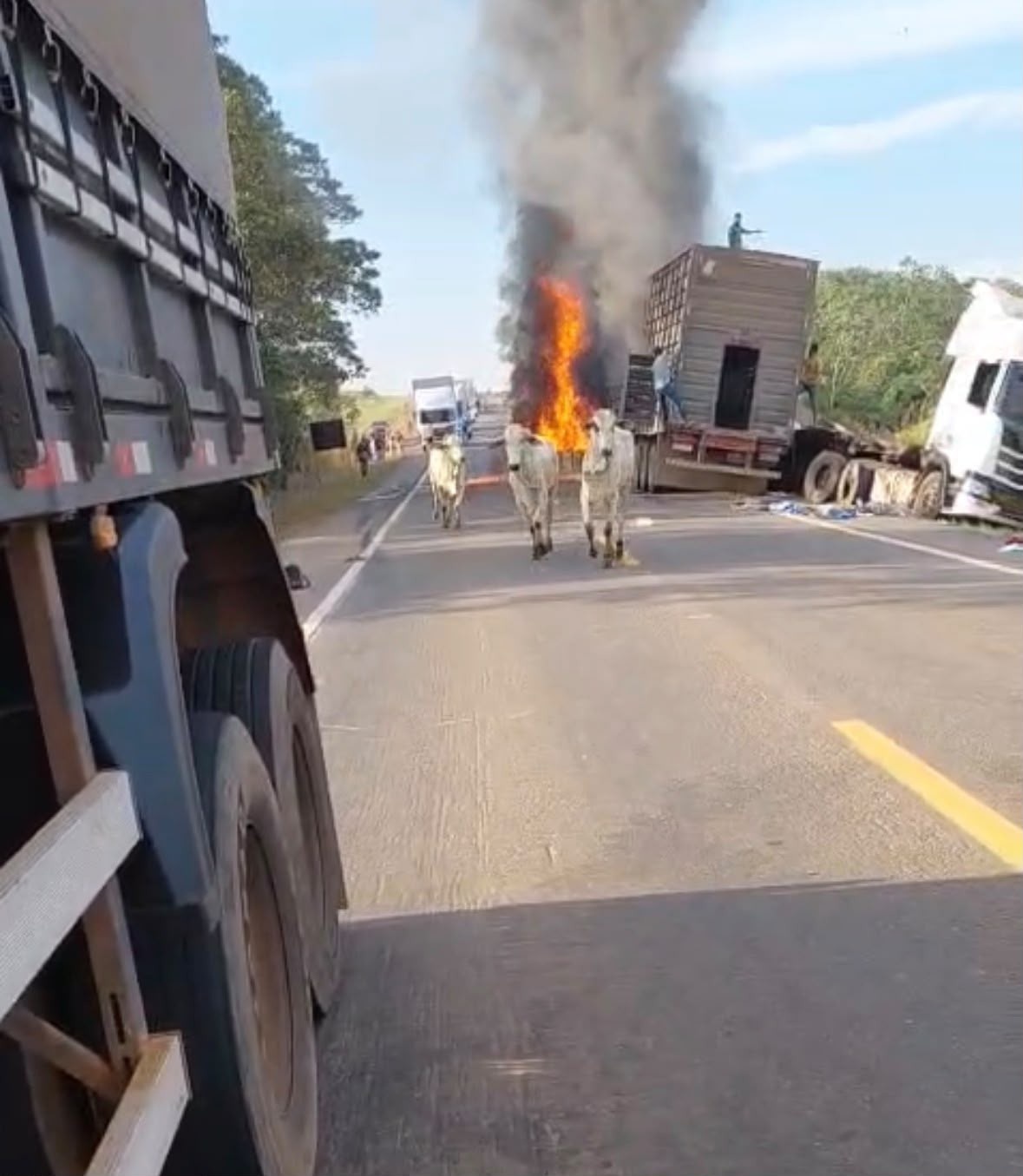 BR-364: Acidente com Carretas em Rondônia Escancara Desafios da Logística Agropecuária Regional