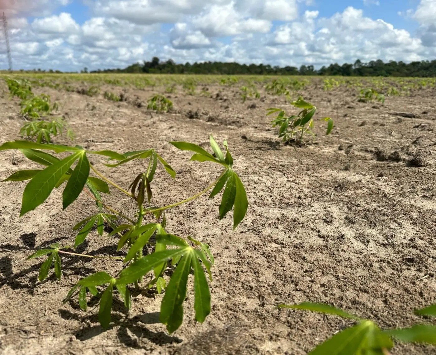R$ 26 Milhões: O Pilar da Resistência contra a Praga da Mandioca e a Segurança Alimentar no Amapá