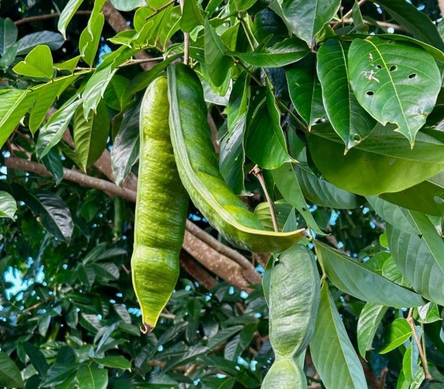 Ingá-Açu: A Doce Joia Amazônica e os Desafios de sua Sustentabilidade em um Clima em Mutação