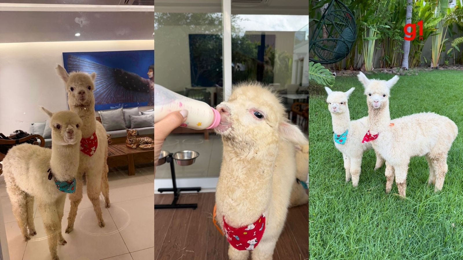 Alpacas no Piauí: O Luxo Exótico que Redefine a Criação Doméstica Regional
