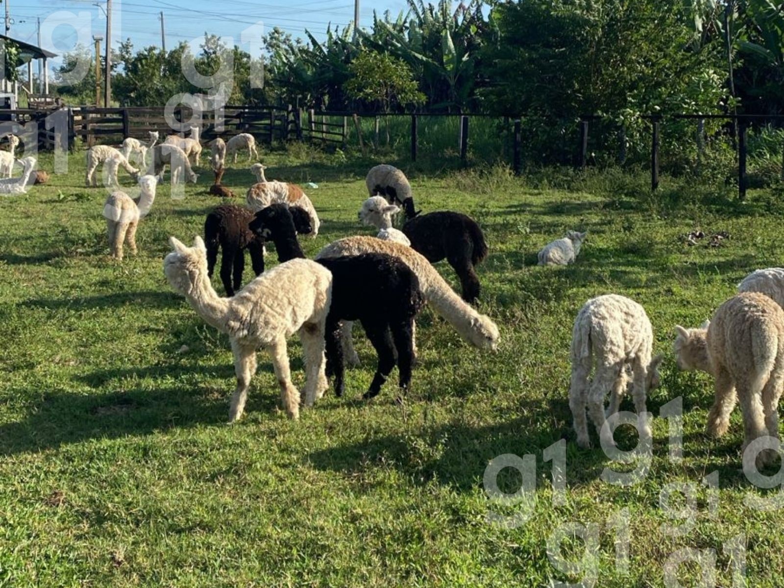 A Saga das Lhamas no Acre: Mais que Animais, um Reflexo da Burocracia e Impactos Regionais