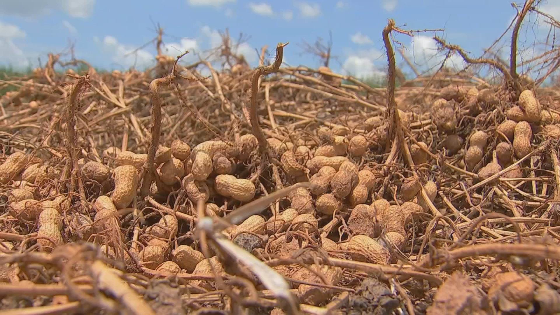 Amendoim: A Safra de SP como Barômetro da Resiliência Agrícola e Desafios Climáticos para a Economia