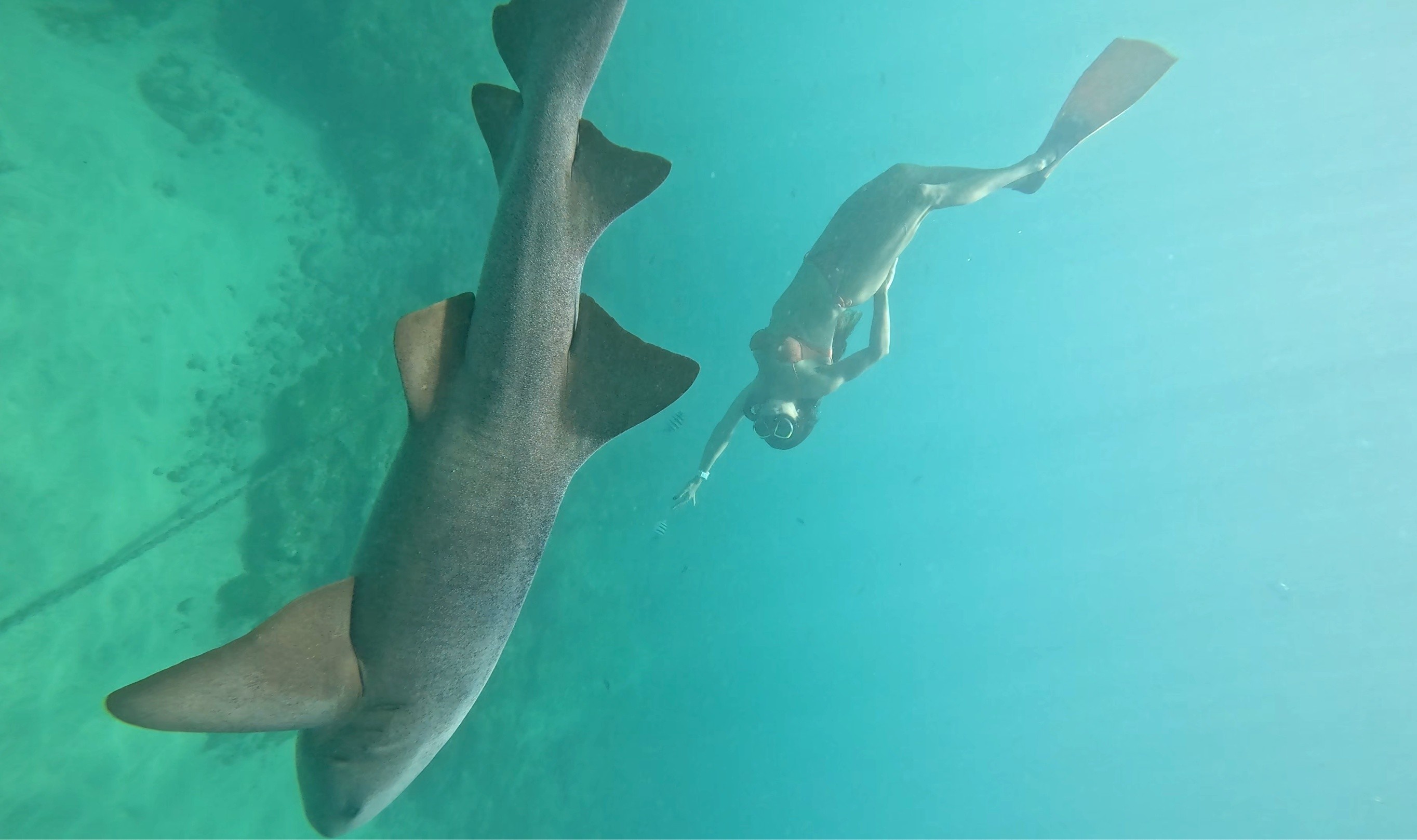 Fernando de Noronha: Turista Mordida Retorna e Mergulha com Tubarões, Reafirmando Resiliência e Turismo Consciente