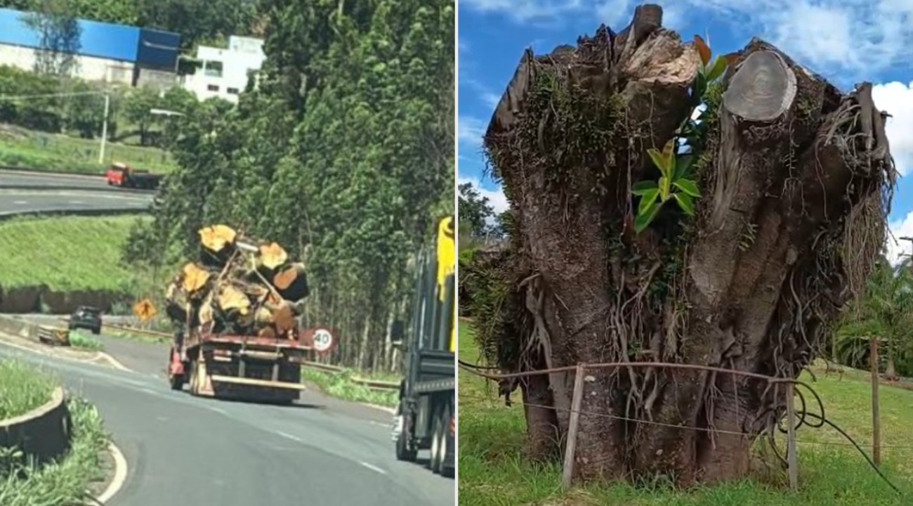 O Renascimento da Falsa-Seringueira em Apucarana: Uma Análise do Valor Intangível e do Legado Ambiental