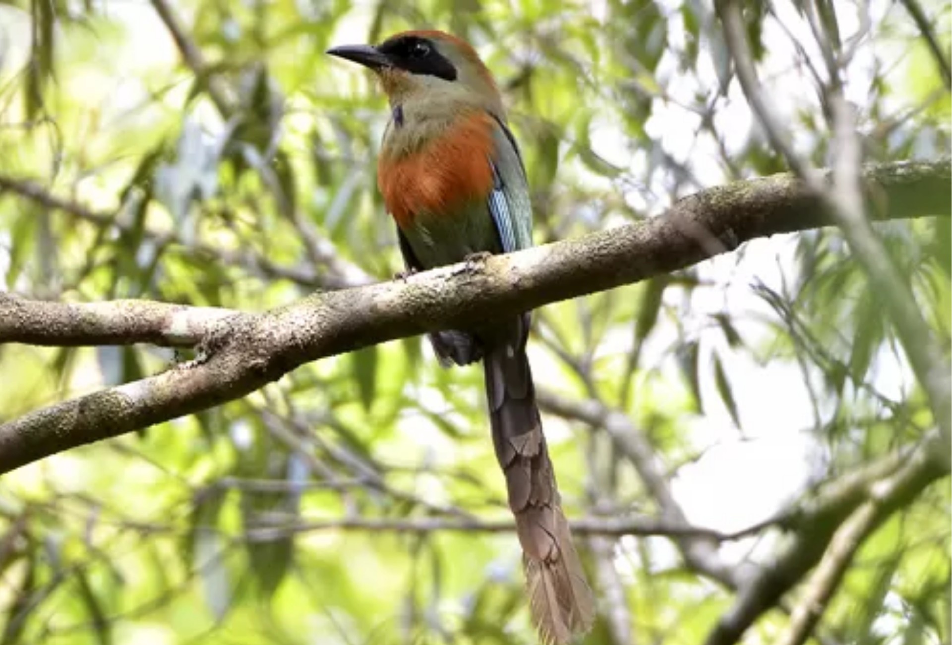Juruva: A Simbologia que Reconfigura a Preservação e o Futuro da Mata Atlântica em Mato Grosso do Sul