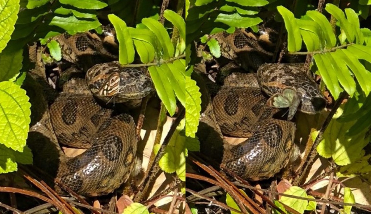 O Encontro Improvável: Cena de Borboleta e Sucuri em MS Desvenda a Frágil Riqueza do Ecoturismo Regional