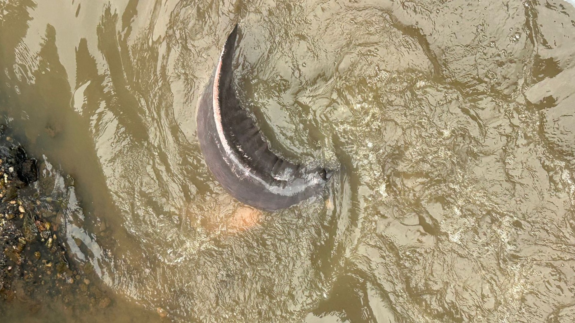 A Morte do Boto em Belém: Um Alerta Profundo sobre Urbanização e Ecossistemas Amazônicos