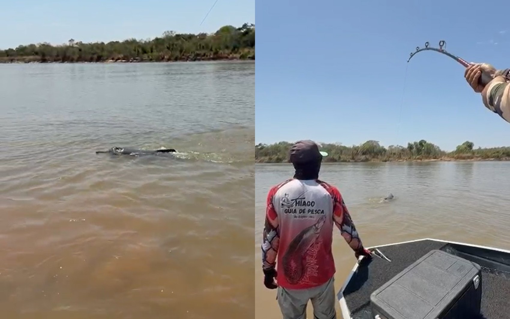Boto-do-Araguaia Fisgado: O Acidente Que Escancara a Luta Pela Biodiversidade em Goiás