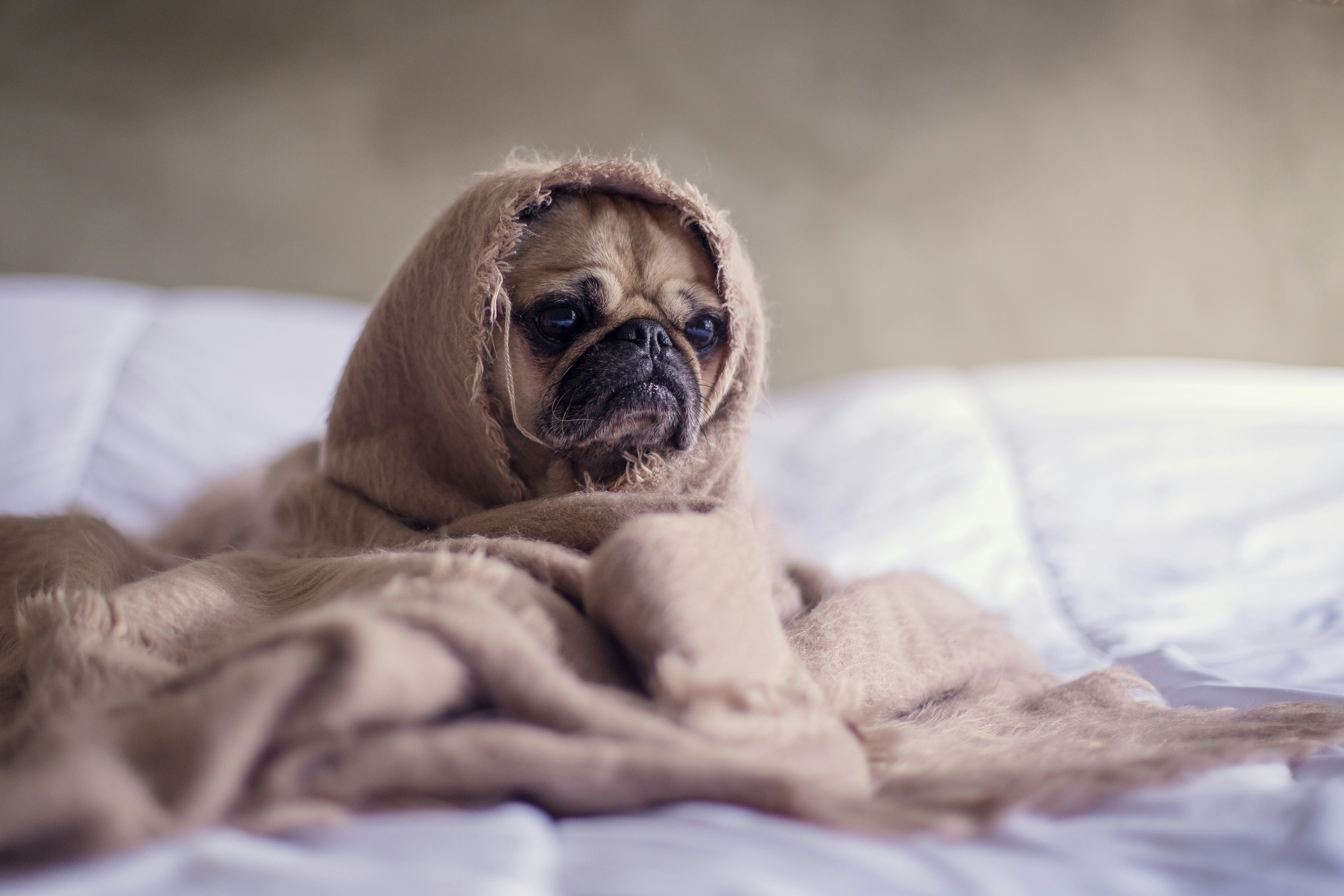 Braquicefalia em Pets: O Custo Oculto da Estética e Suas Repercussões na Saúde Animal