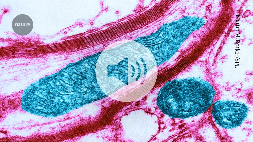 Mitocôndrias Revelam Habilidade Inédita de Criar Novas Estruturas: Impactos na Medicina e Evolução Celular