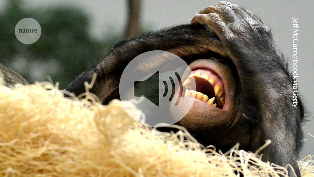 O Gênese Vocal: Como o Riso de Primatas Ilumina a Evolução da Linguagem Humana