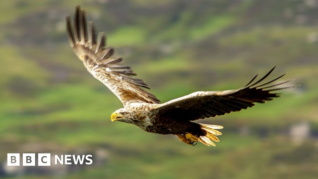 Biodiversidade Sob Pressão: O Custo Oculto da Caça e o Desafio da Conservação no Reino Unido