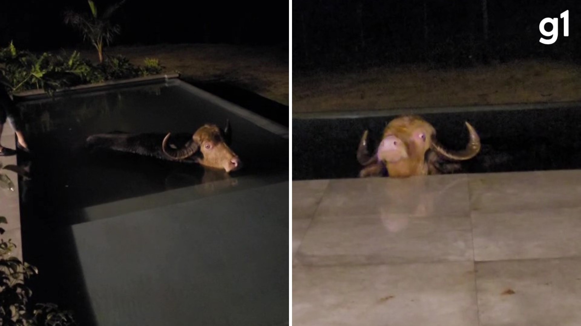 Búfalo na Piscina em Sananduva: Mais do que um Fato Insólito, um Espelho da Transição Urbano-Rural Gaúcha