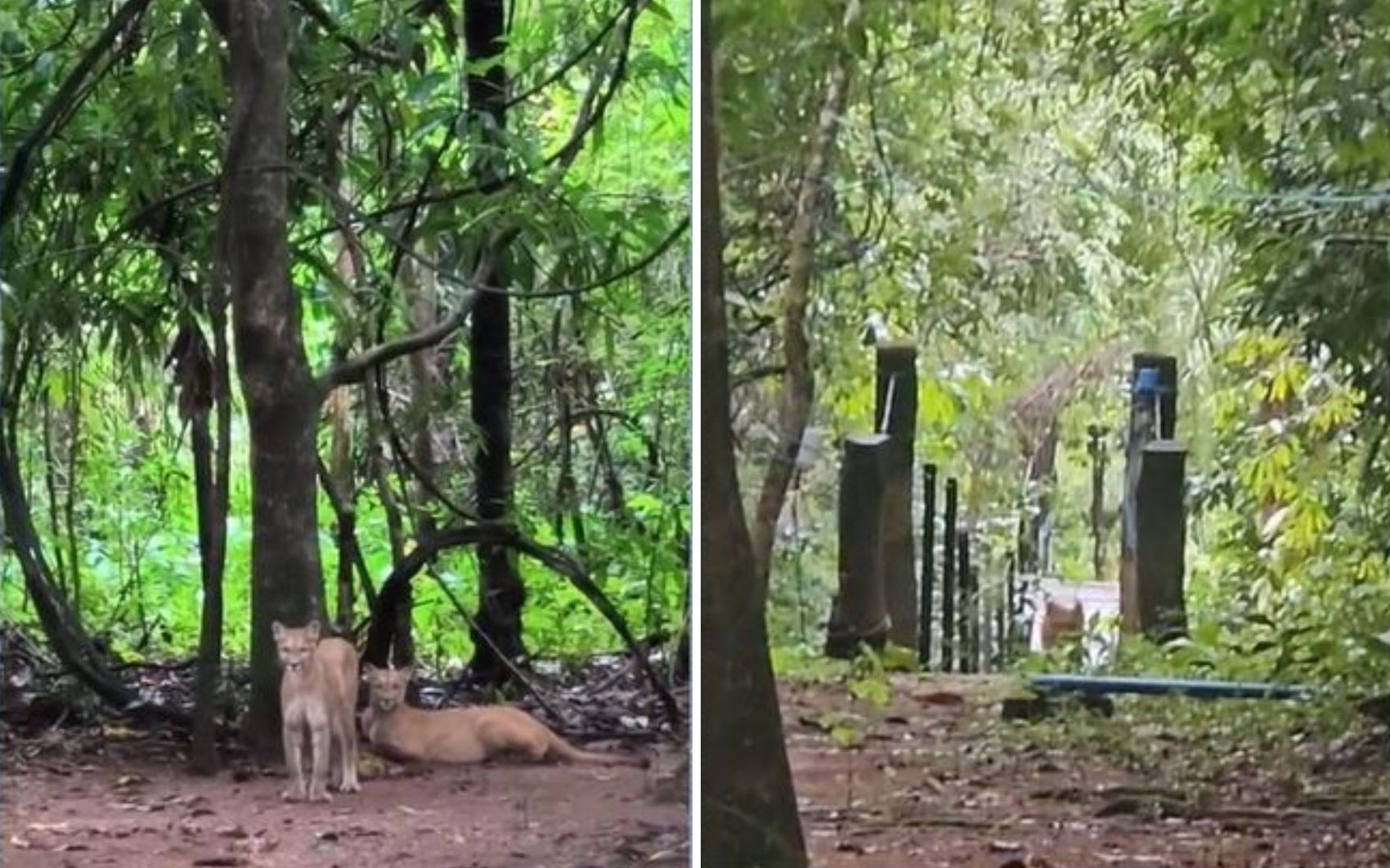 Reabertura de Cachoeira na Chapada dos Veadeiros Sinaliza Novas Diretrizes para Turismo e Convivência com a Fauna