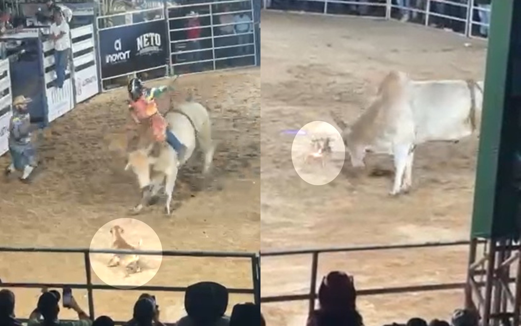 O Inesperado Protagonismo Animal e a Reflexão sobre Tradição e Modernidade no Rodeio de Rialma