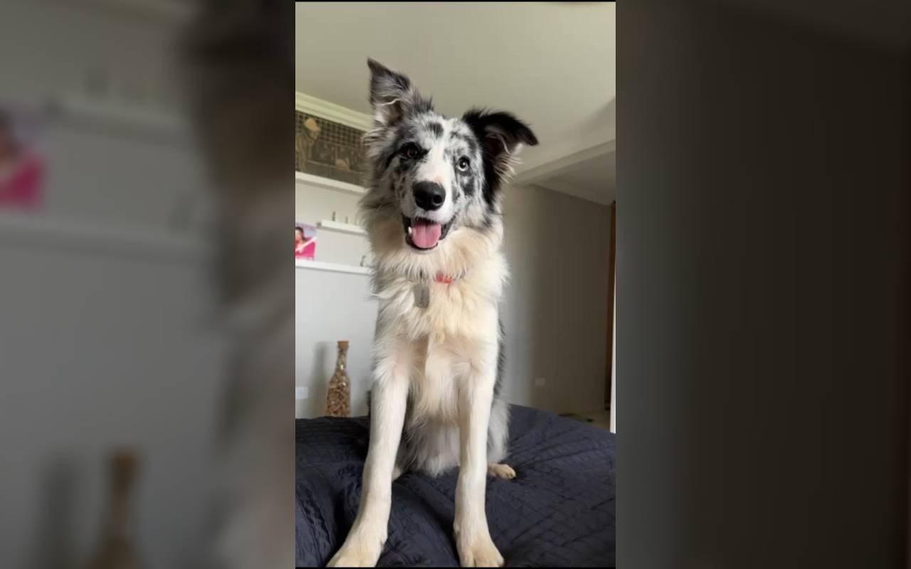 Sumiço de Cão em Hotel de Pets no Paraná: O Alerta Silencioso por Trás da Expansão do Mercado Pet