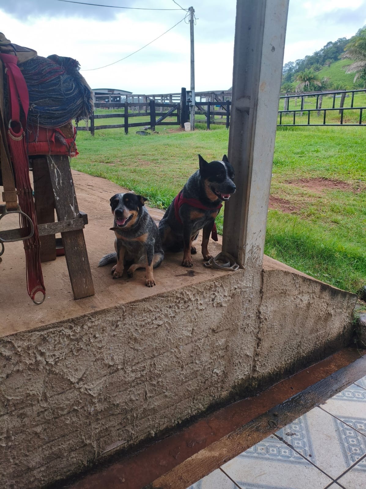 Justiça e Sensibilidade: A Recuperação de Blue e o Reflexo da Consciência Animal em Rondônia