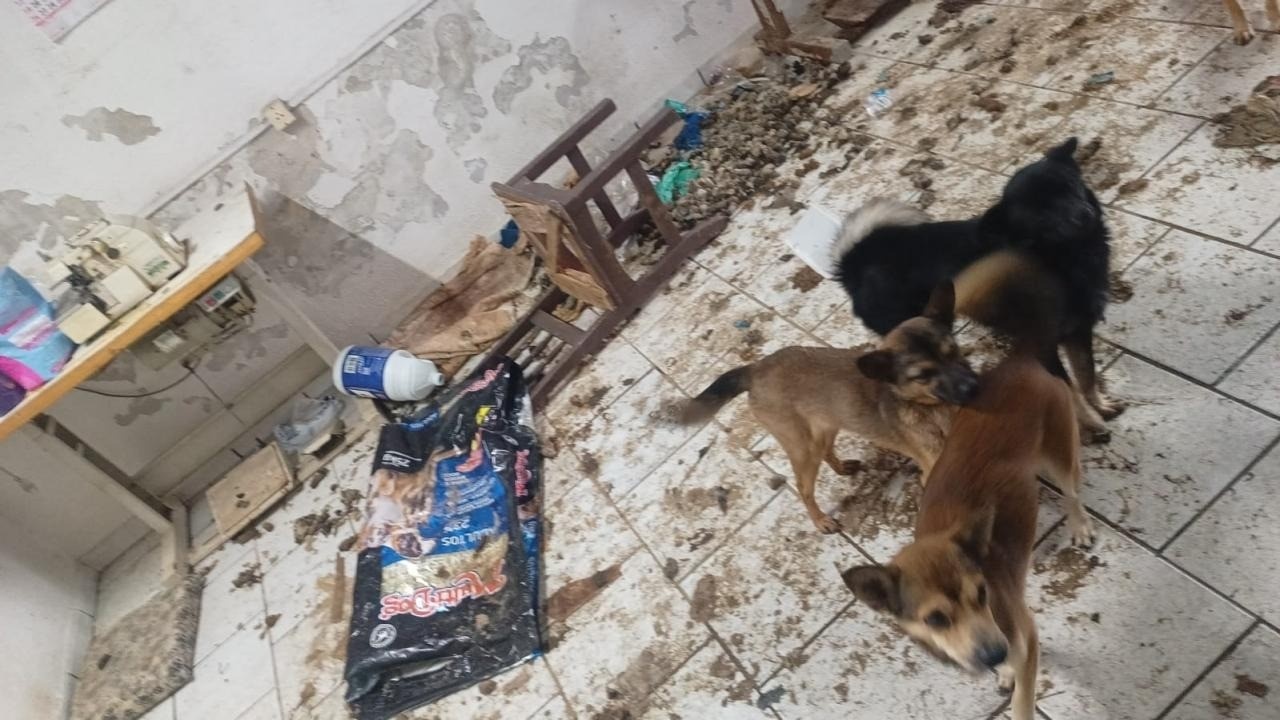 Abandono de Incapaz em Indaial Desvela Crise Silenciosa na Proteção Social e Bem-Estar Animal