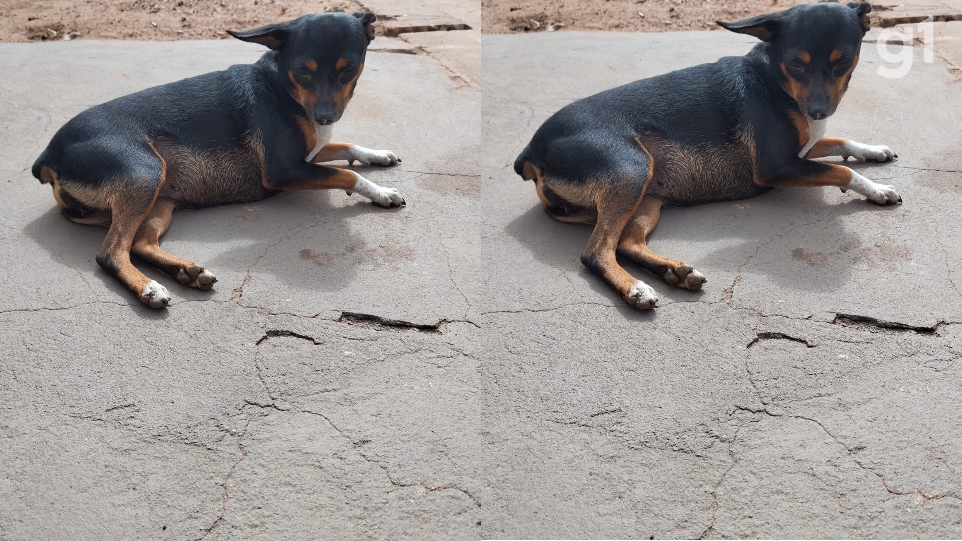 Imperatriz em Alerta: Atropelamento de Cadela na Calçada Revela Tensão na Convivência Urbana