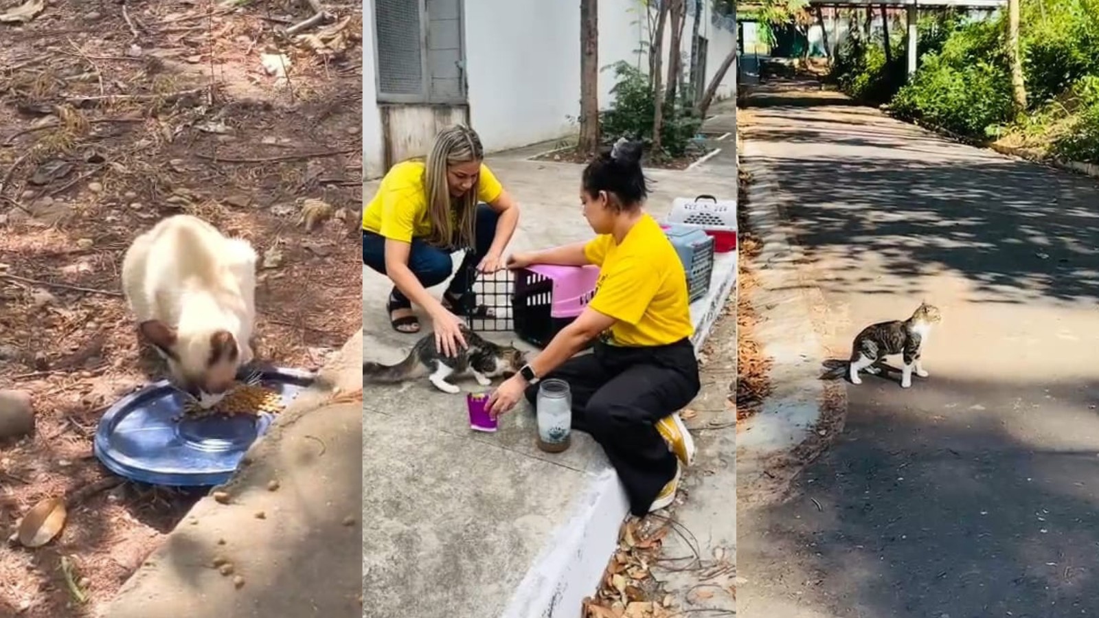 Teresina Adota Estratégia Inovadora para Gestão de Animais de Rua e Saúde Pública