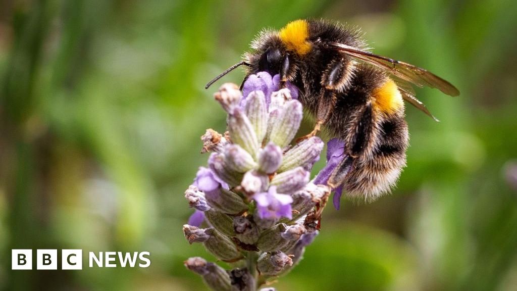 Declínio Alarmante de Insetos Voadores: Dados do Reino Unido Acendem Alerta Global para o Colapso Ecológico
