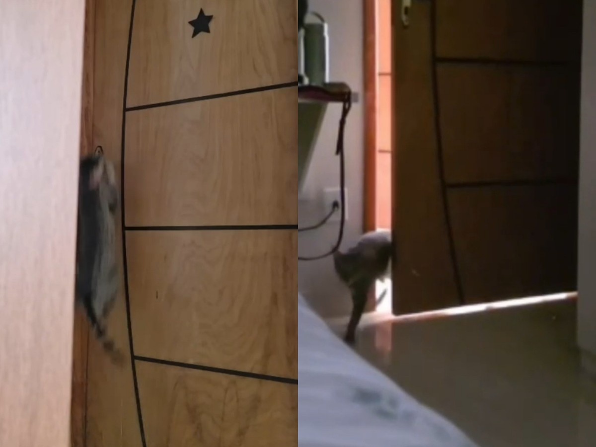 Inteligência Felina em Rondônia: O Gato que Desafia a Percepção Humana sobre Animais Domésticos
