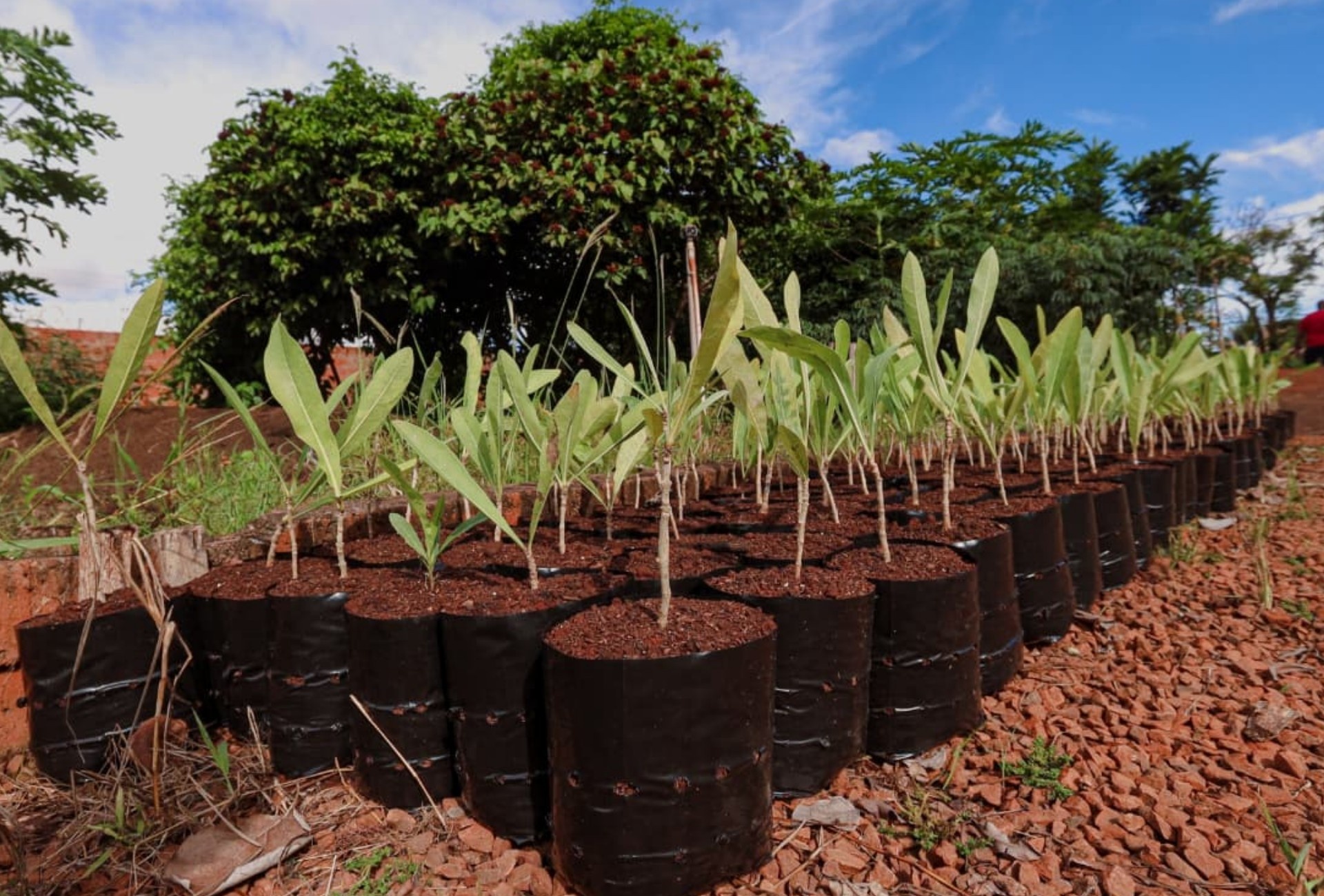 Legado Ambiental: Como o Bosque da COP15 Remodela o Futuro Urbano de Campo Grande