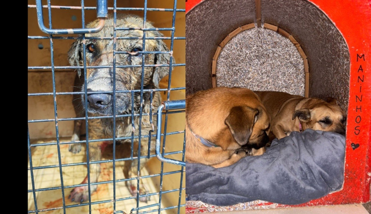 A Morte de Maninho: Balneário Camboriú Confronta a Lacuna entre Lei e Realidade na Proteção Animal