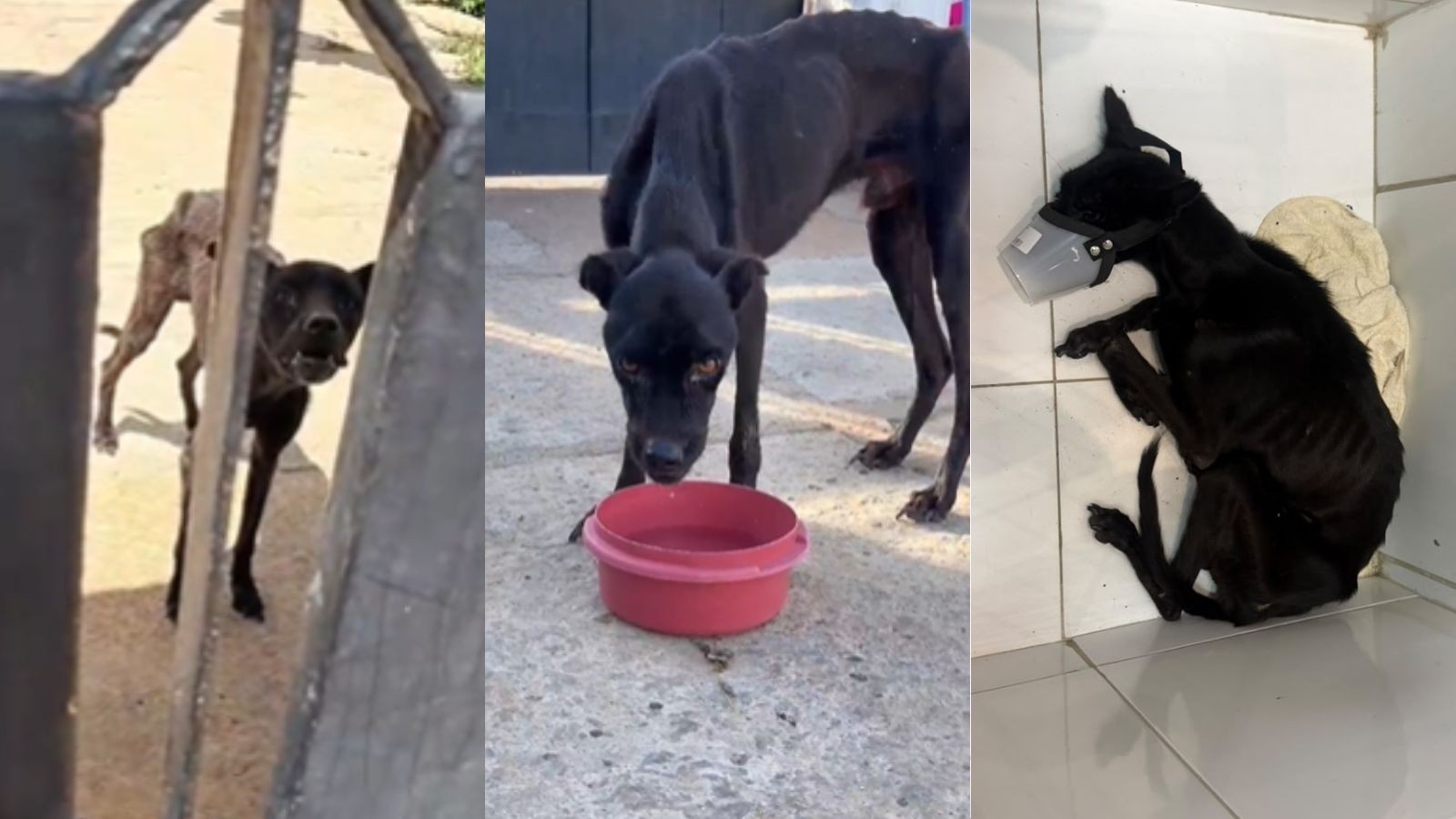 Parnaíba: O Resgate de um Cão e a Urgência da Responsabilidade Cívica e Sanitária na Proteção Animal