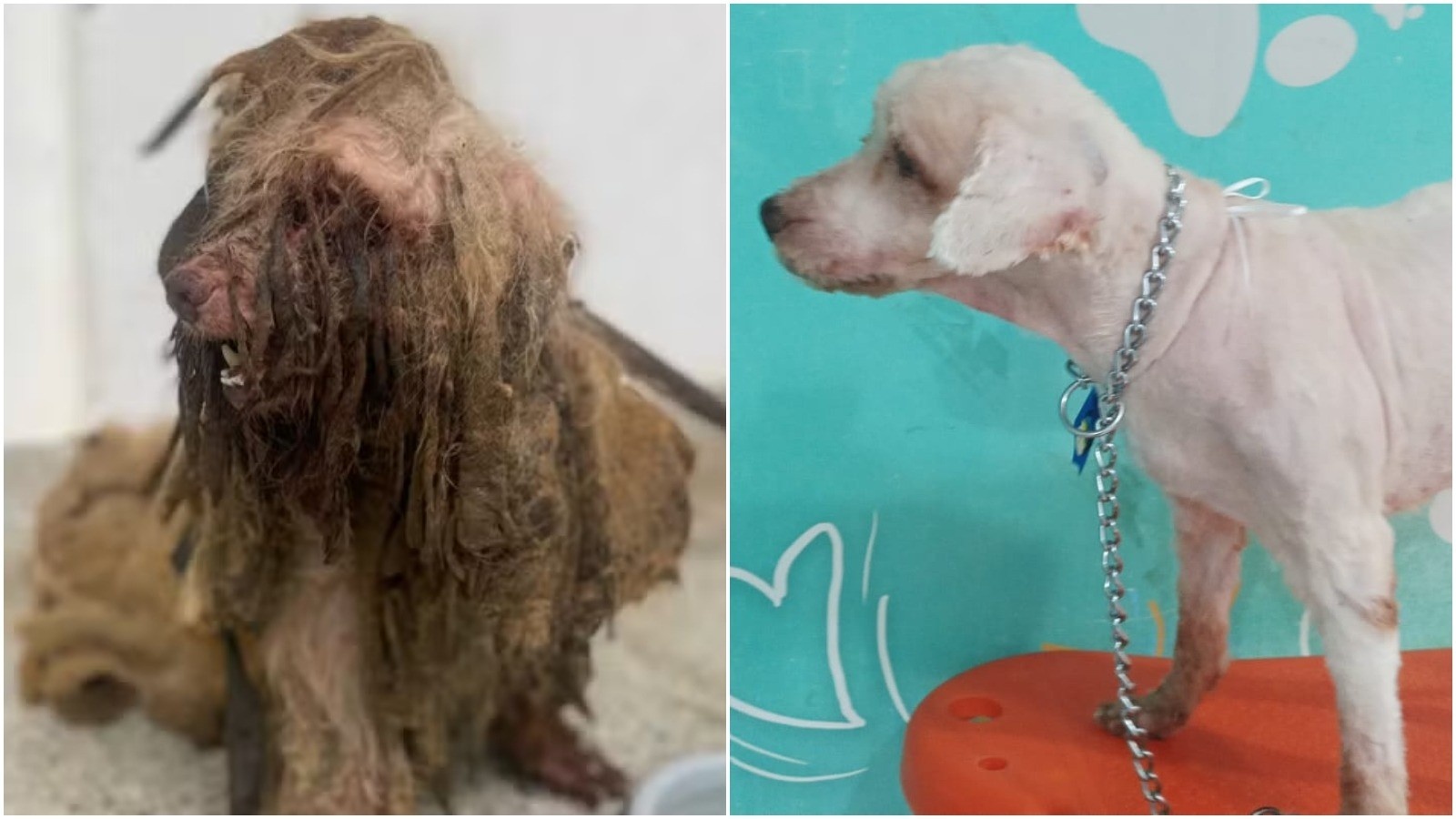 Justiça Cearense Inova: Condenação Por Maus-Tratos E Reconhecimento De Animais Como Sujeitos De Direitos Abre Precedente Nacional