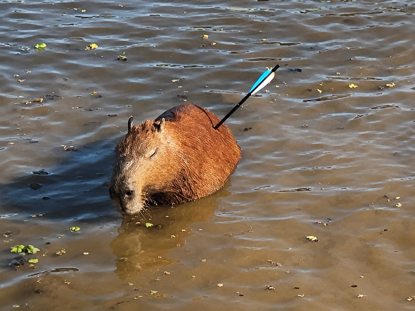 Represa Guarapiranga: Morte de Capivara por Flecha Revela Vulnerabilidades Ambientais e de Segurança na Metrópole