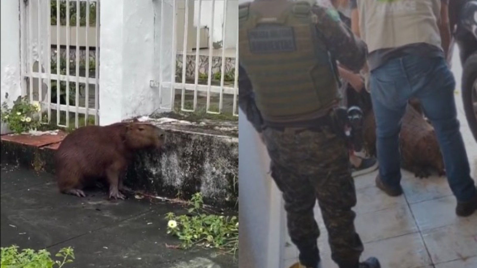 Capivara em Casa: O Sinal de Alerta para a Urbanização em Fortaleza