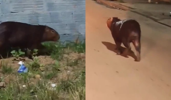Capivara em Imperatriz: Reflexo da Urbanização Desordenada e Desafios de Convivência