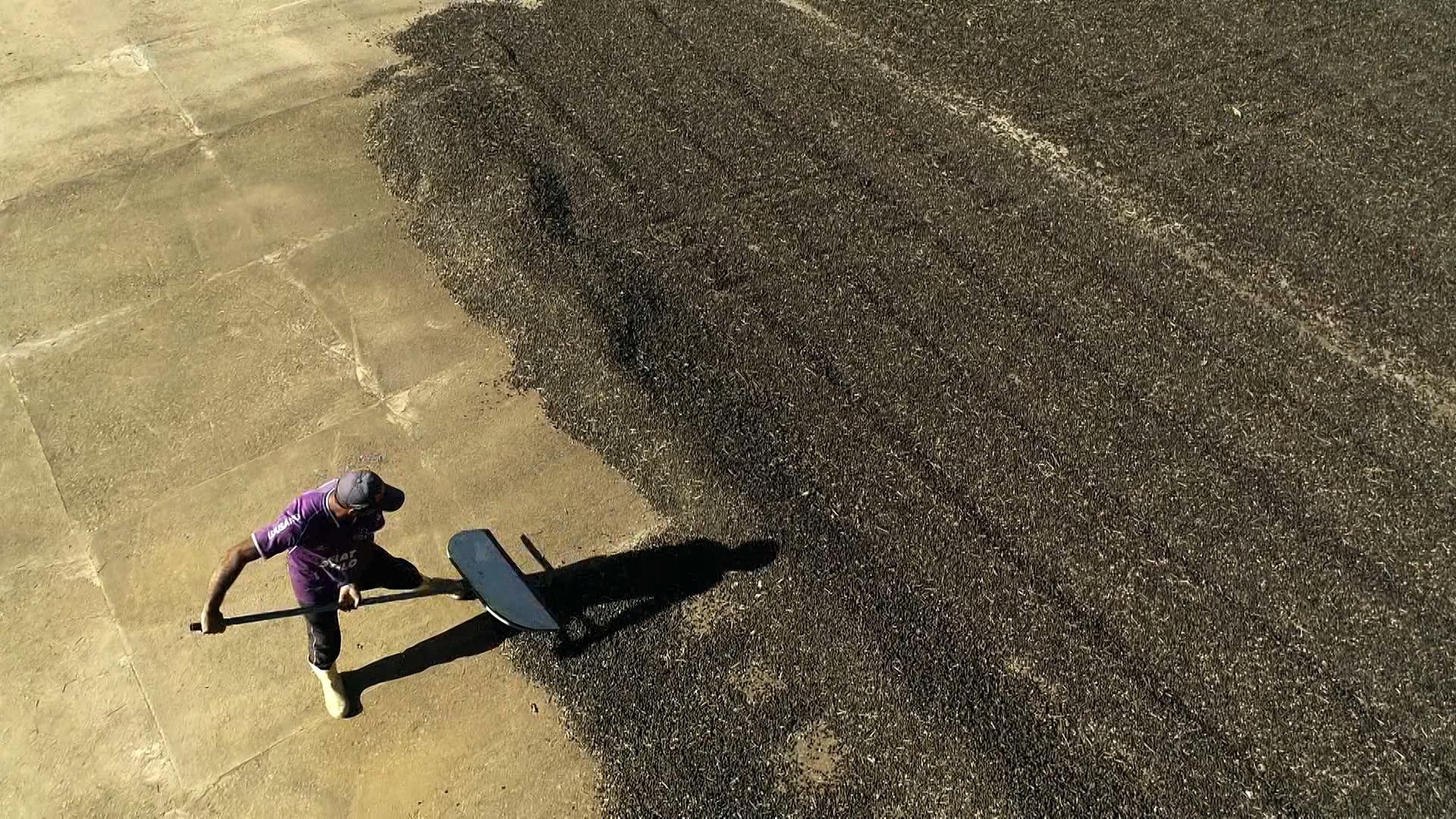 Formalização na Cafeicultura: Um Novo Pilar para a Competitividade e a Dignidade Econômica Brasileira