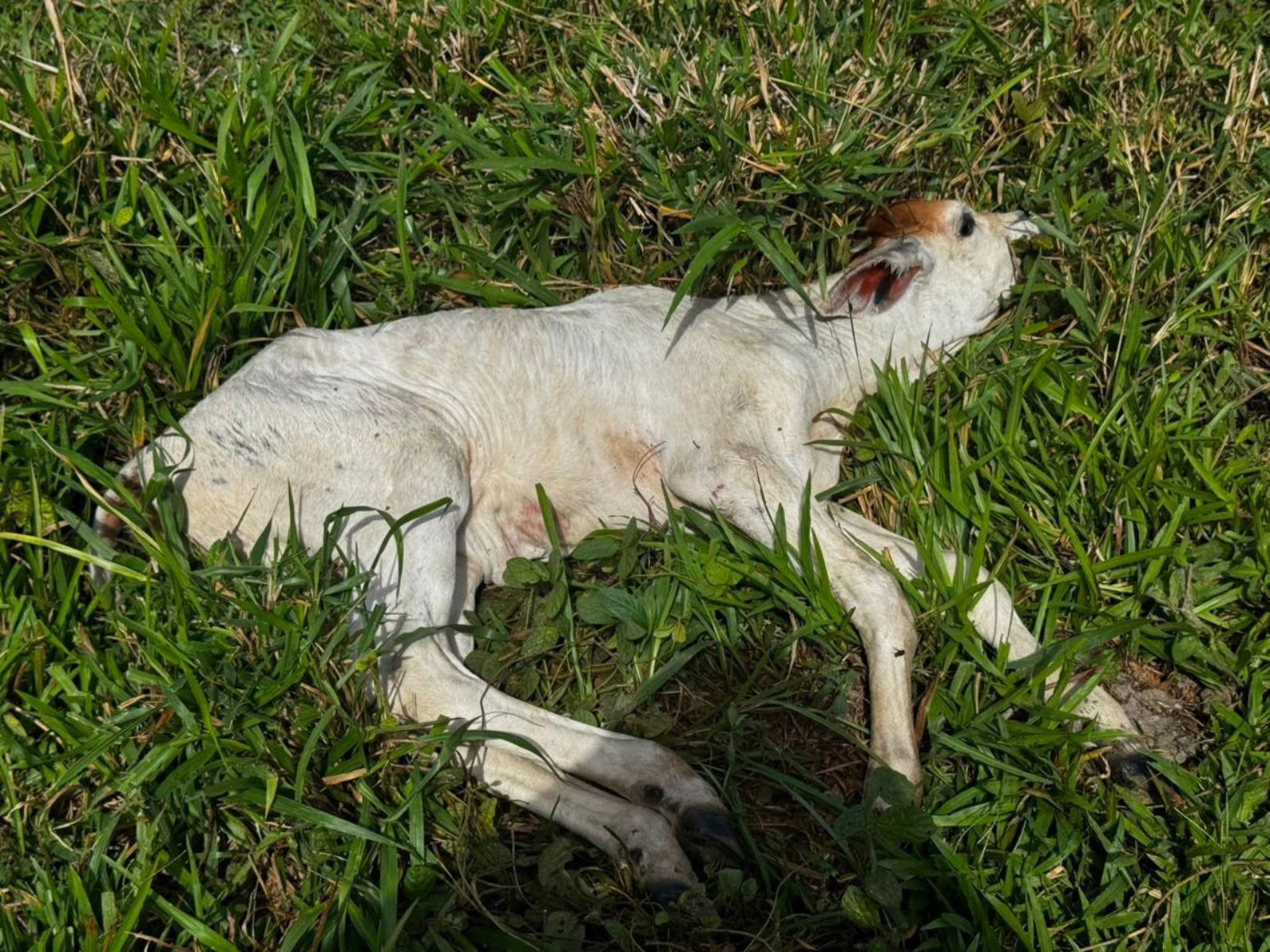 Raiva Bovina no Acre: Além do Gado, um Alerta Sanitário e Econômico para a Região