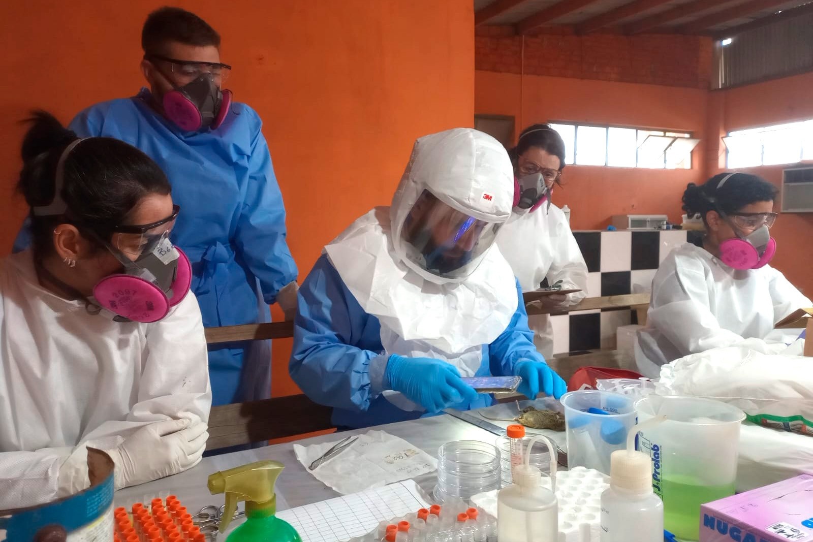 Hantavírus no Paraná: A Urgência Silenciosa Revelada e Seus Desdobramentos Regionais