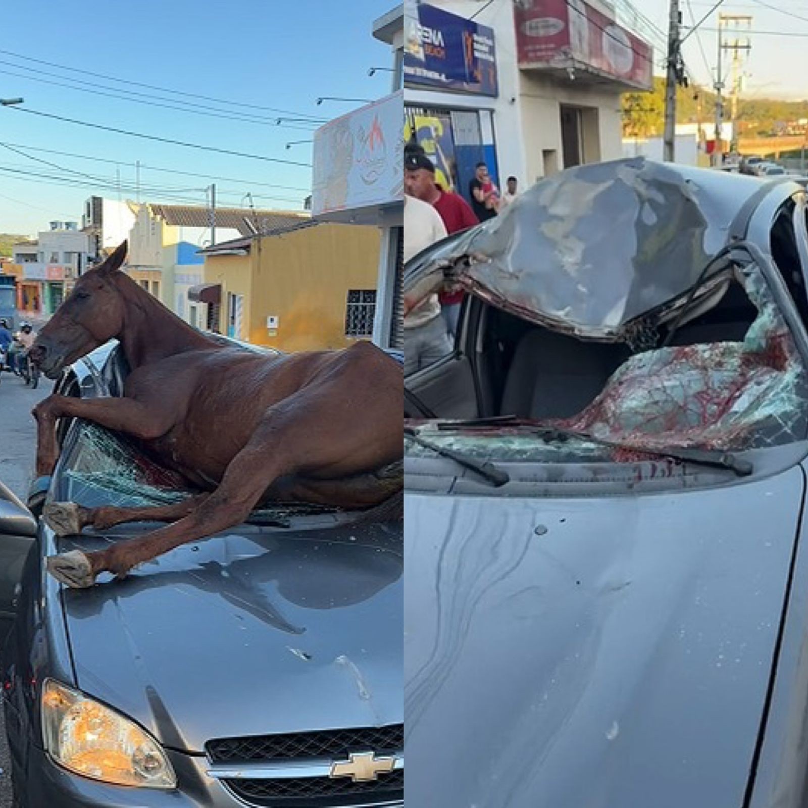 O Cavalo Desgovernado em Santana do Ipanema: Um Alerta para a Fragilidade da Segurança Viária e o Custo Oculto Regional