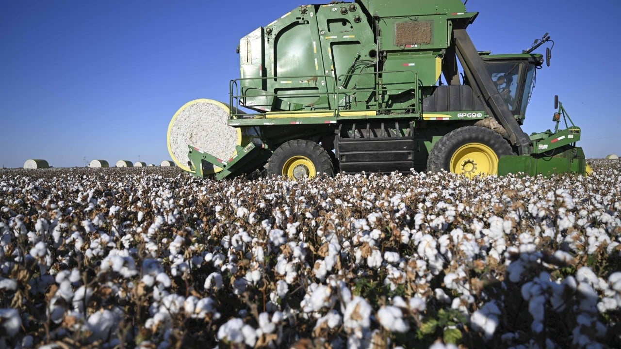 Engenharia Genética no Algodão: Uma Nova Fronteira para a Resiliência Agrícola Global