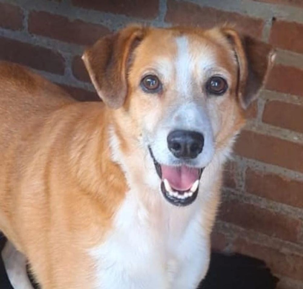 Desfile de Caramelo em Caxias do Sul: A Projeção de uma Nova Perspectiva sobre a Adoção Animal no Regional