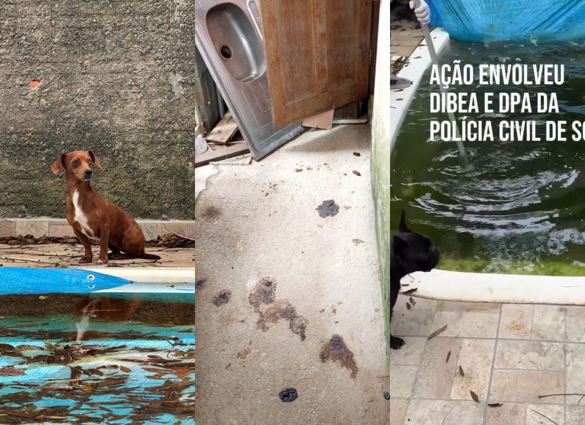 Florianópolis: Tragédia no Campeche Expõe Fragilidades Crônicas na Proteção Animal