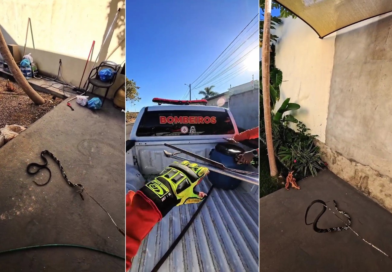 Coexistência em Xeque: O Resgate da Caninana e os Desafios Urbanos de Gurupi