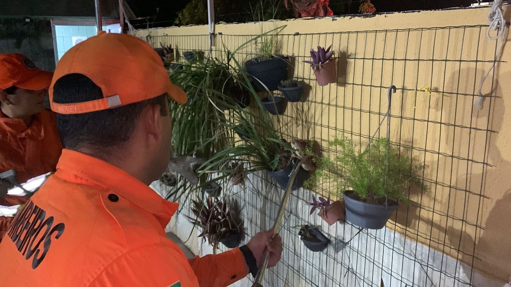 Convivência Urbana e Fauna Silvestre: O Caso da Jiboia em Aracaju e Seus Reflexos
