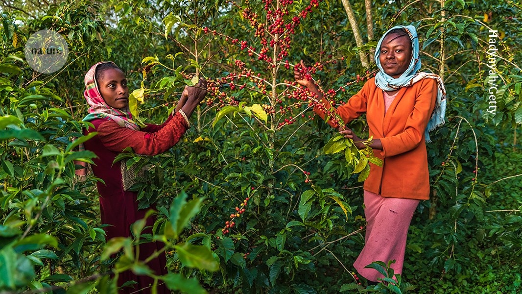 A Crise Climática e o Futuro do Café: A Ciência na Vanguarda da Preservação Global